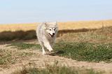 CHIEN FINNOIS DE LAPONIE 250